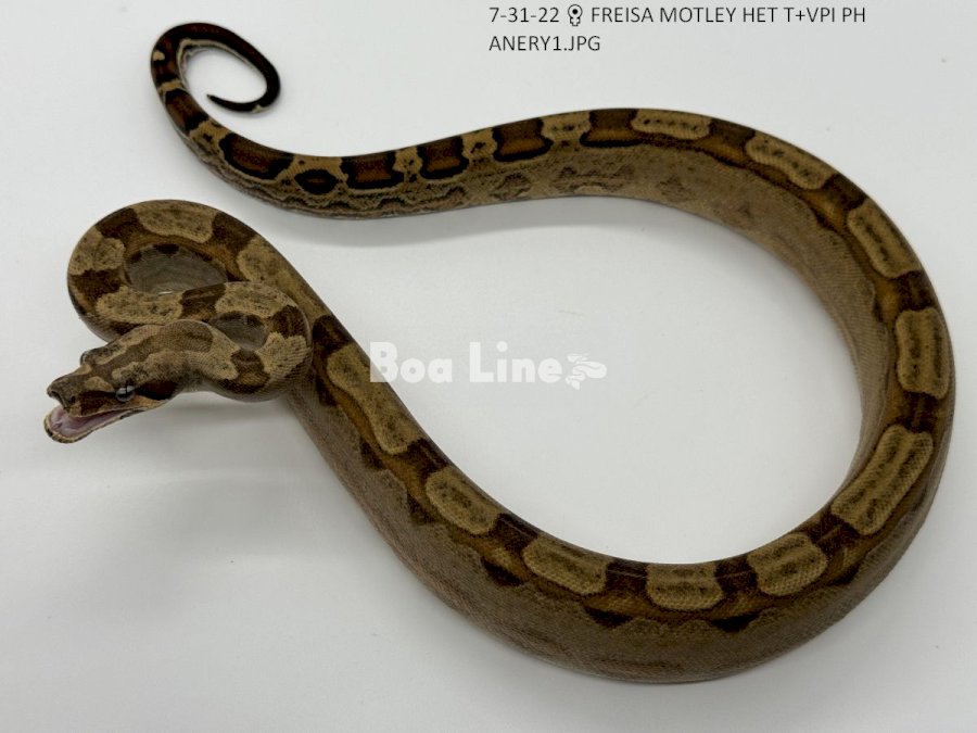 FREISA MOTLEY HET T+VPI PH ANERY